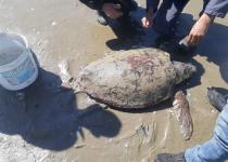 Denize atılan iğnelerin yaraladığı Caretta Caretta’yı Büyükşehir ekipleri kurtardı